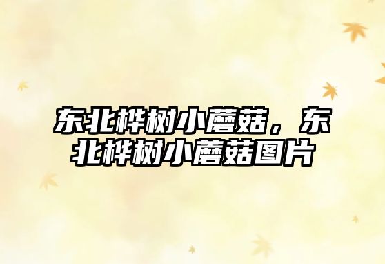 東北樺樹(shù)小蘑菇，東北樺樹(shù)小蘑菇圖片